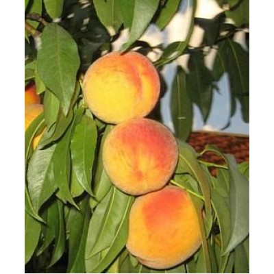 Персик "Велинг": цена и описание сорта