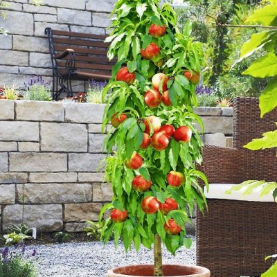 Персик колоновидный "Тотем садовода": фото и описание сорта