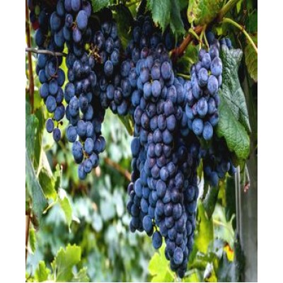 Виноград "Изабелла": фото и описание сорта