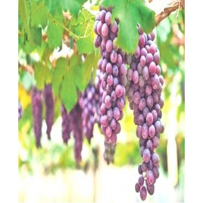 Виноград "Молдавский": фото и описание сорта