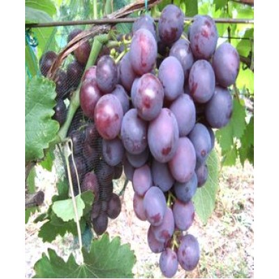 Виноград "Рошфор": фото и описание сорта