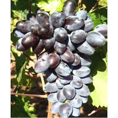 Виноград "Хаджи Мурат": отзывы и описание сорта