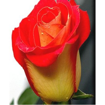 Роза "Френдшип": цена и описание сорта