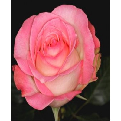 Роза "Россини": цена и описание сорта